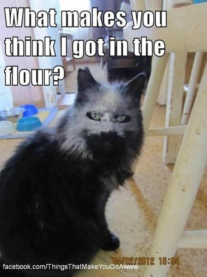 89 Funny And Adorable Animal Memes That Fight Sadness And Boredom With 100% Efficiency