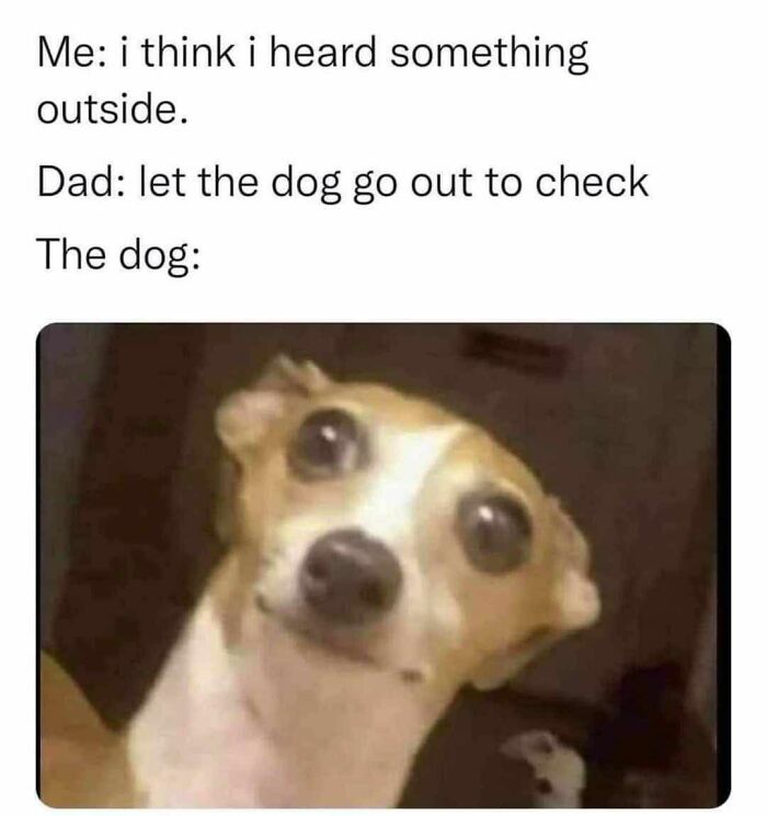 89 Funny And Adorable Animal Memes That Fight Sadness And Boredom With 100% Efficiency