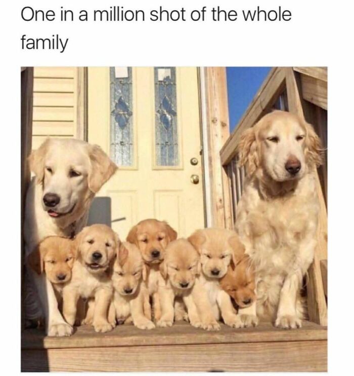 89 Funny And Adorable Animal Memes That Fight Sadness And Boredom With 100% Efficiency