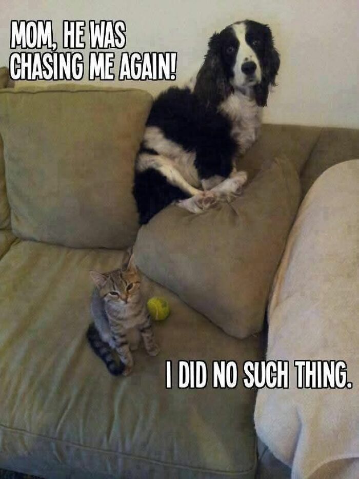89 Funny And Adorable Animal Memes That Fight Sadness And Boredom With 100% Efficiency