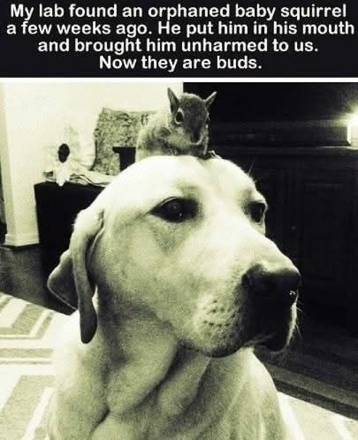 89 Funny And Adorable Animal Memes That Fight Sadness And Boredom With 100% Efficiency