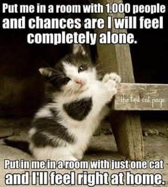 89 Funny And Adorable Animal Memes That Fight Sadness And Boredom With 100% Efficiency
