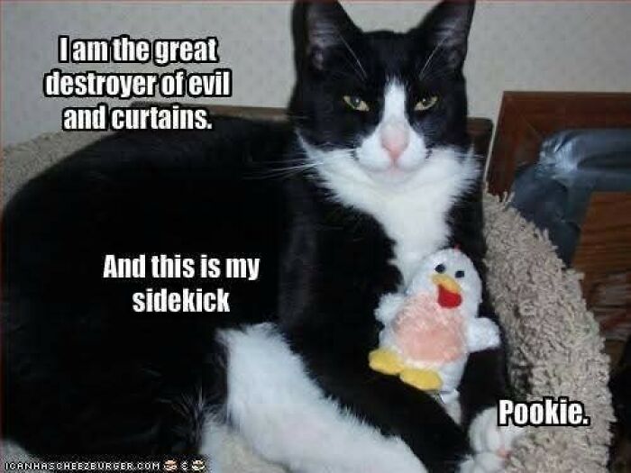 89 Funny And Adorable Animal Memes That Fight Sadness And Boredom With 100% Efficiency