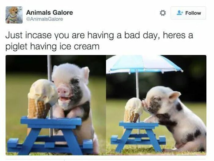 89 Funny And Adorable Animal Memes That Fight Sadness And Boredom With 100% Efficiency