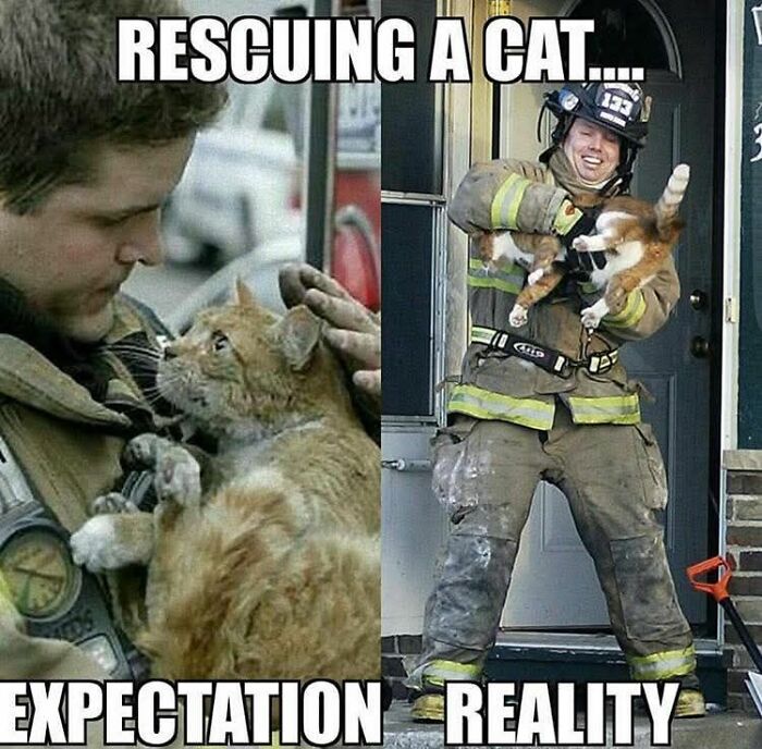 89 Funny And Adorable Animal Memes That Fight Sadness And Boredom With 100% Efficiency