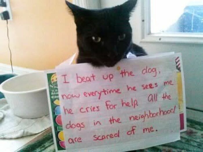 89 Funny And Adorable Animal Memes That Fight Sadness And Boredom With 100% Efficiency