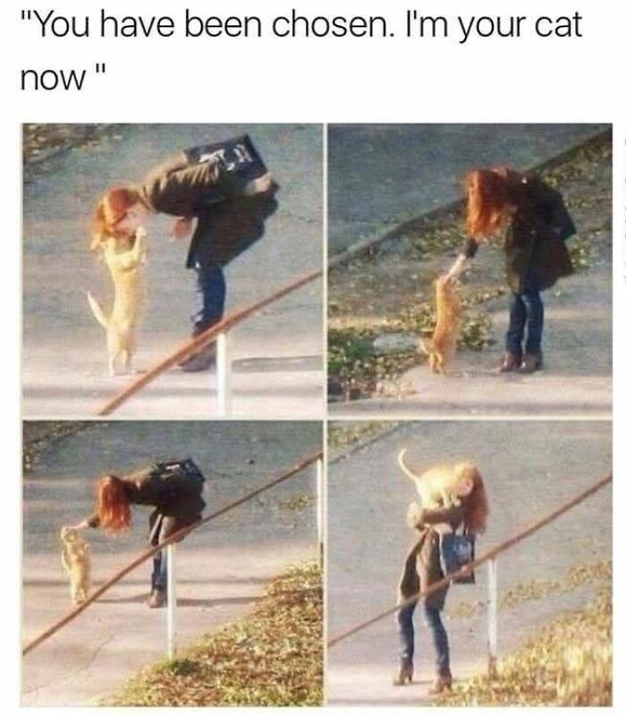 89 Funny And Adorable Animal Memes That Fight Sadness And Boredom With 100% Efficiency