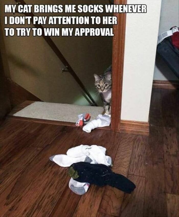 89 Funny And Adorable Animal Memes That Fight Sadness And Boredom With 100% Efficiency