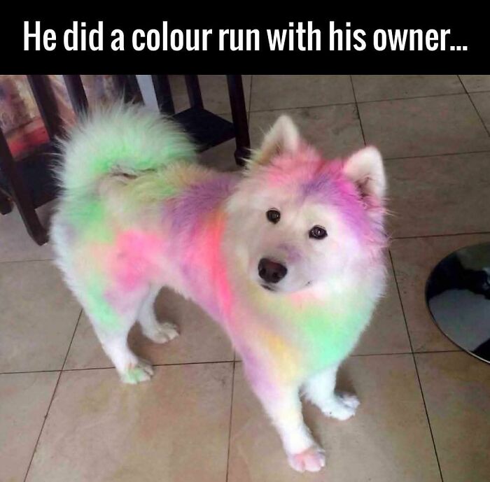 89 Funny And Adorable Animal Memes That Fight Sadness And Boredom With 100% Efficiency