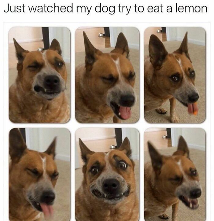 89 Funny And Adorable Animal Memes That Fight Sadness And Boredom With 100% Efficiency