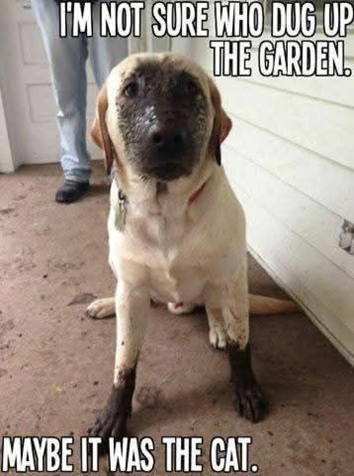 89 Funny And Adorable Animal Memes That Fight Sadness And Boredom With 100% Efficiency