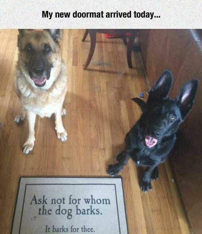 89 Funny And Adorable Animal Memes That Fight Sadness And Boredom With 100% Efficiency