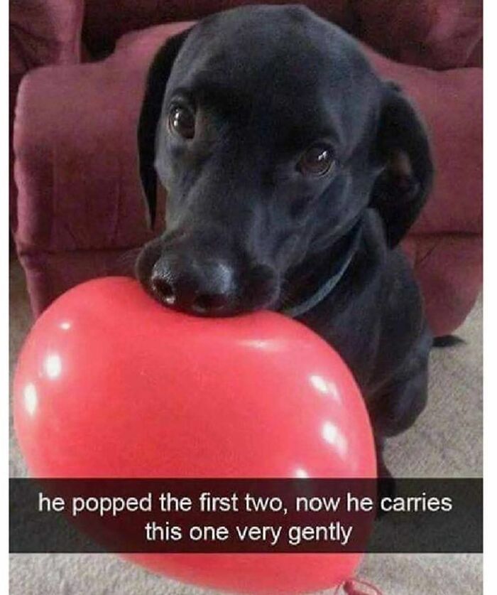 89 Funny And Adorable Animal Memes That Fight Sadness And Boredom With 100% Efficiency
