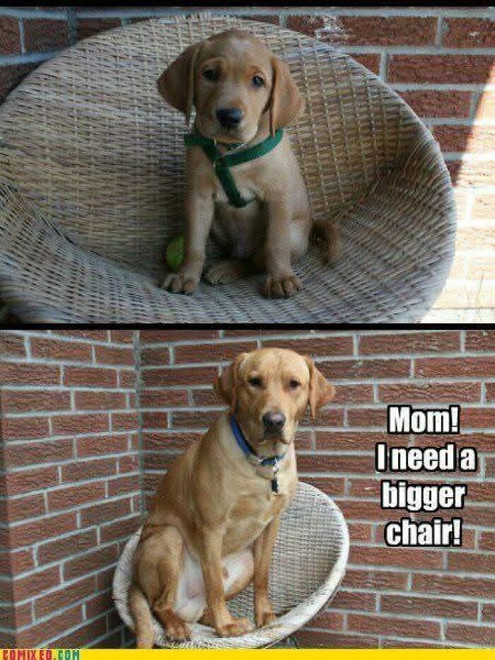 89 Funny And Adorable Animal Memes That Fight Sadness And Boredom With 100% Efficiency