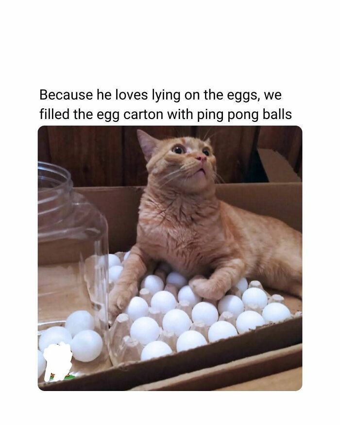 89 Funny And Adorable Animal Memes That Fight Sadness And Boredom With 100% Efficiency