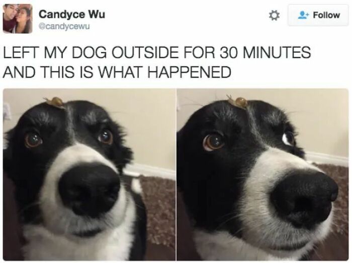 89 Funny And Adorable Animal Memes That Fight Sadness And Boredom With 100% Efficiency