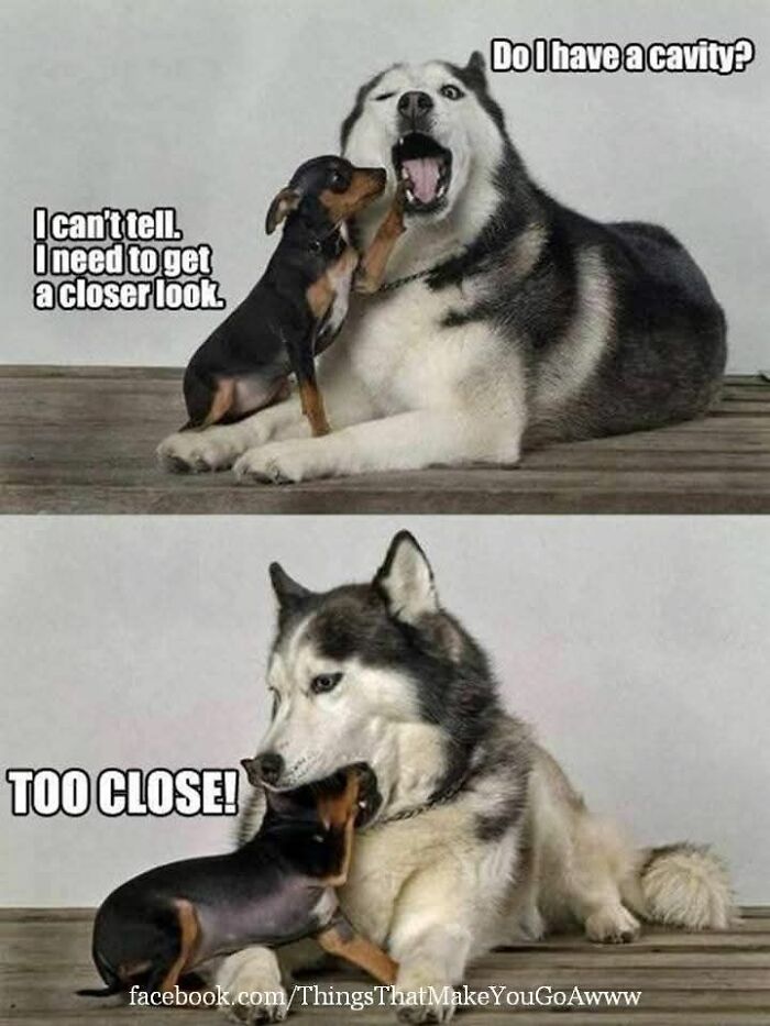 89 Funny And Adorable Animal Memes That Fight Sadness And Boredom With 100% Efficiency