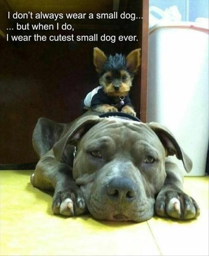 89 Funny And Adorable Animal Memes That Fight Sadness And Boredom With 100% Efficiency