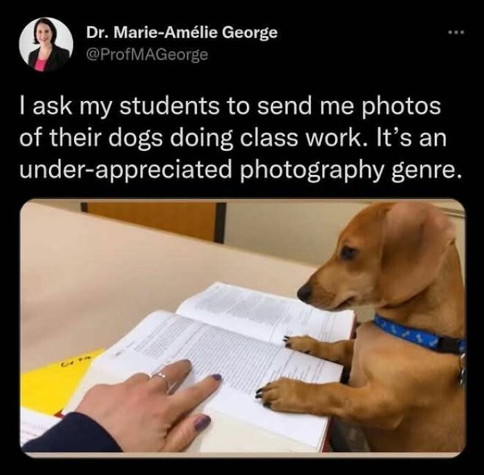 89 Funny And Adorable Animal Memes That Fight Sadness And Boredom With 100% Efficiency