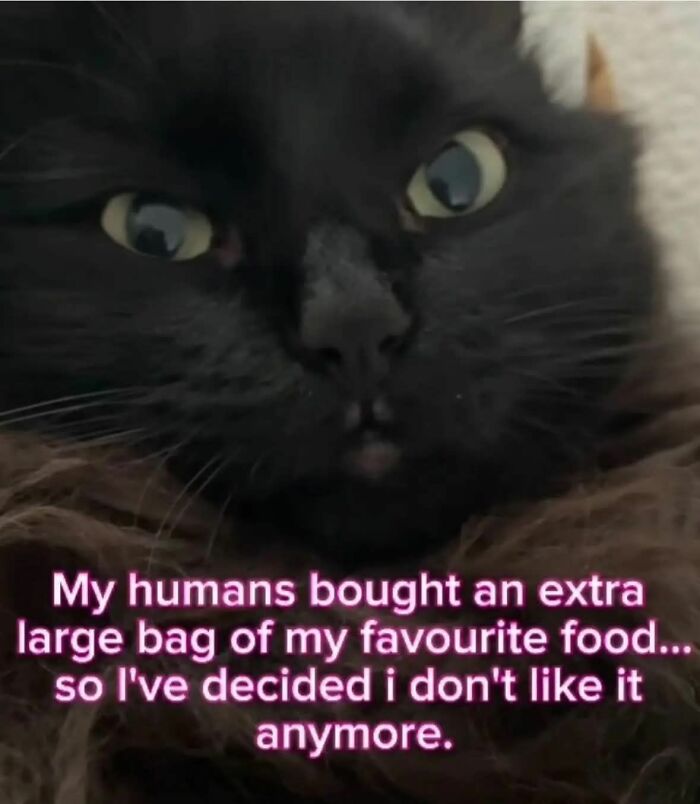 89 Funny And Adorable Animal Memes That Fight Sadness And Boredom With 100% Efficiency