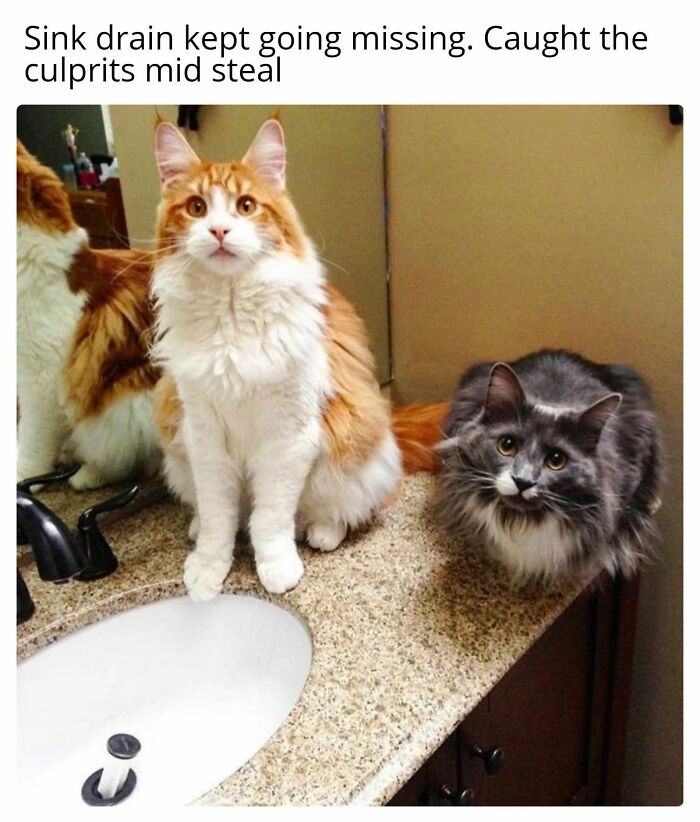 89 Funny And Adorable Animal Memes That Fight Sadness And Boredom With 100% Efficiency