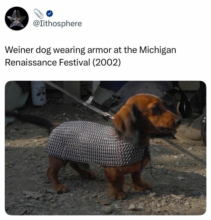 89 Funny And Adorable Animal Memes That Fight Sadness And Boredom With 100% Efficiency