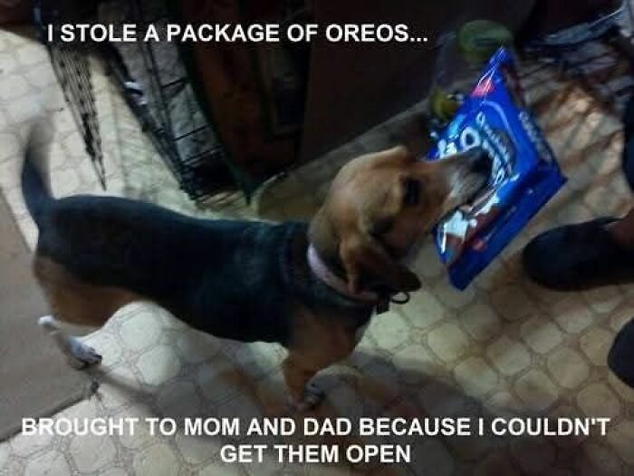 89 Funny And Adorable Animal Memes That Fight Sadness And Boredom With 100% Efficiency