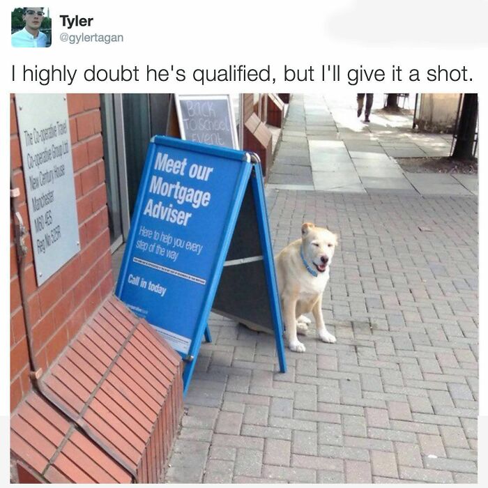89 Funny And Adorable Animal Memes That Fight Sadness And Boredom With 100% Efficiency