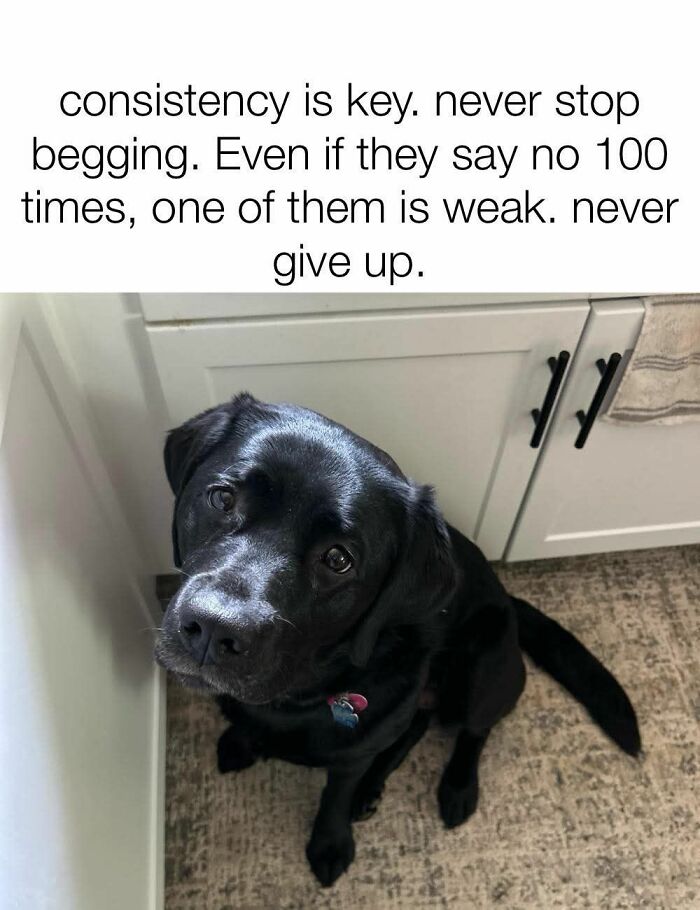 89 Funny And Adorable Animal Memes That Fight Sadness And Boredom With 100% Efficiency
