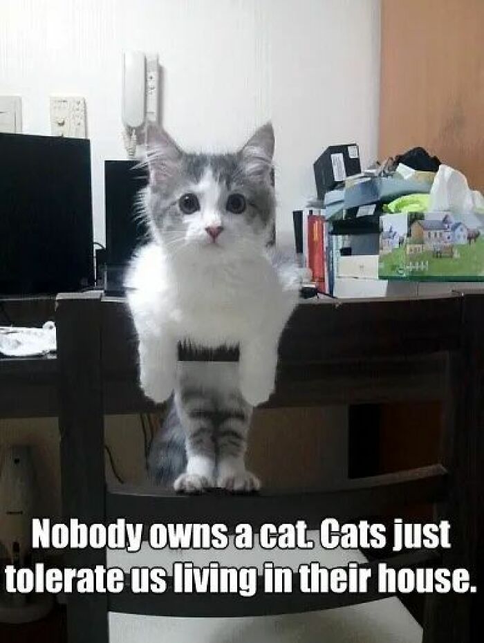 89 Funny And Adorable Animal Memes That Fight Sadness And Boredom With 100% Efficiency