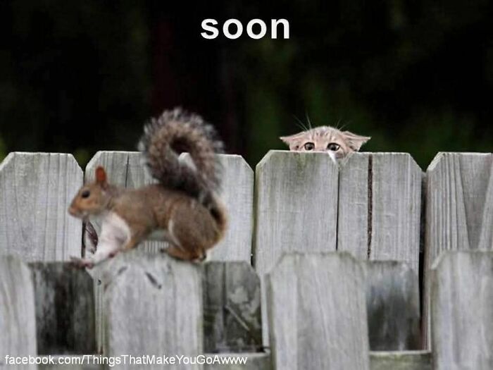89 Funny And Adorable Animal Memes That Fight Sadness And Boredom With 100% Efficiency
