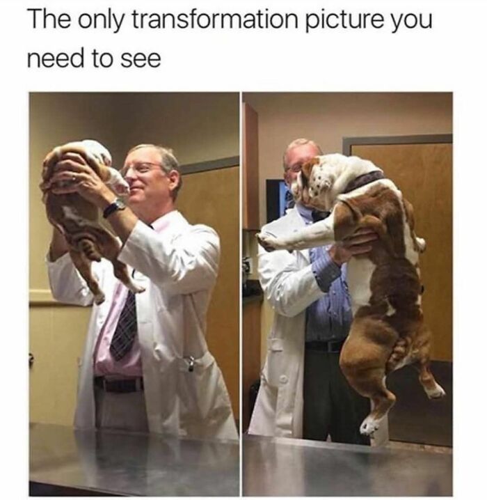 89 Funny And Adorable Animal Memes That Fight Sadness And Boredom With 100% Efficiency
