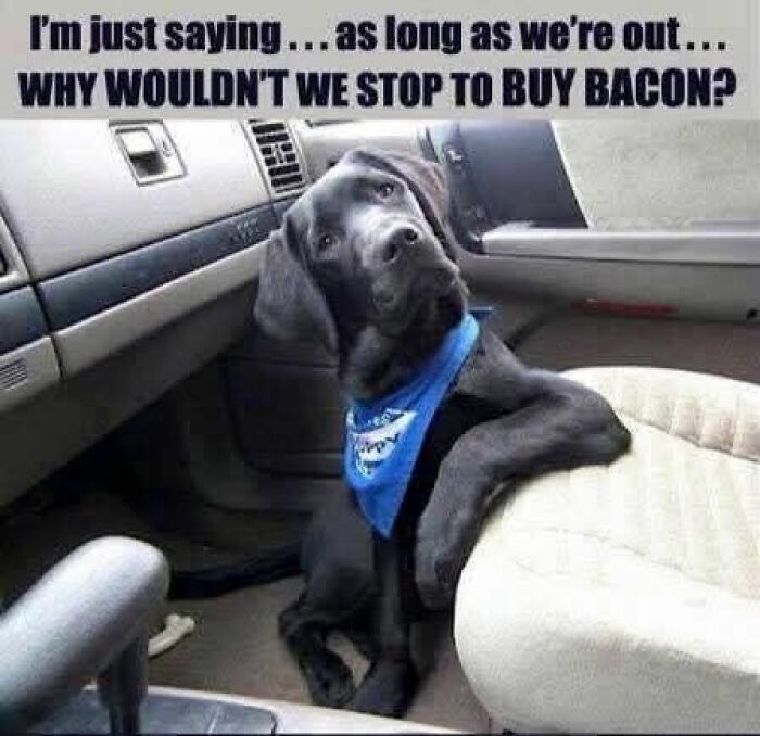 89 Funny And Adorable Animal Memes That Fight Sadness And Boredom With 100% Efficiency