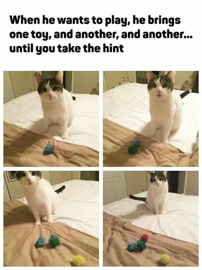 89 Funny And Adorable Animal Memes That Fight Sadness And Boredom With 100% Efficiency
