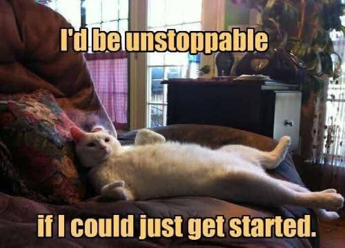 89 Funny And Adorable Animal Memes That Fight Sadness And Boredom With 100% Efficiency