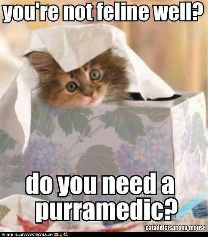89 Funny And Adorable Animal Memes That Fight Sadness And Boredom With 100% Efficiency