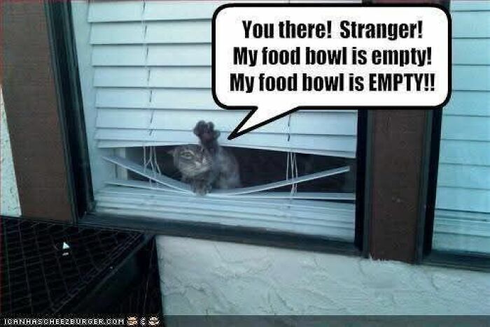 89 Funny And Adorable Animal Memes That Fight Sadness And Boredom With 100% Efficiency