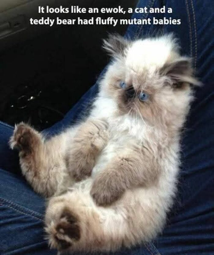 89 Funny And Adorable Animal Memes That Fight Sadness And Boredom With 100% Efficiency