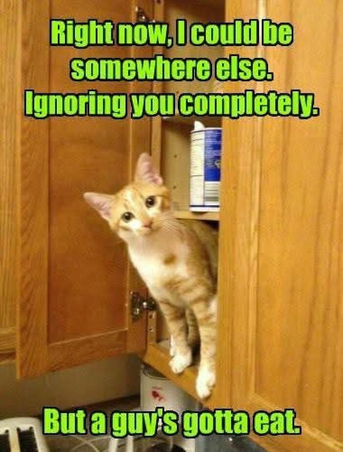 89 Funny And Adorable Animal Memes That Fight Sadness And Boredom With 100% Efficiency