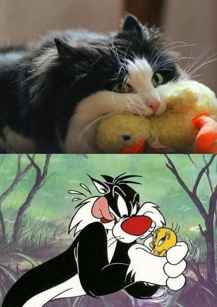 89 Funny And Adorable Animal Memes That Fight Sadness And Boredom With 100% Efficiency