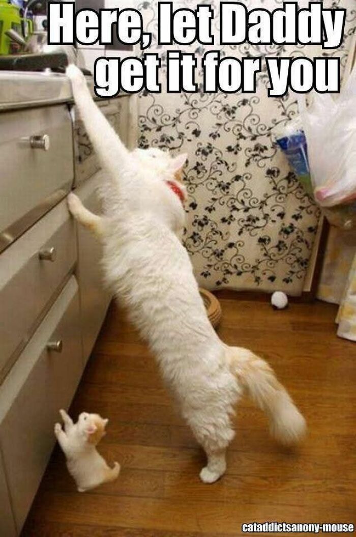 89 Funny And Adorable Animal Memes That Fight Sadness And Boredom With 100% Efficiency