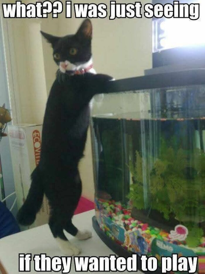 89 Funny And Adorable Animal Memes That Fight Sadness And Boredom With 100% Efficiency