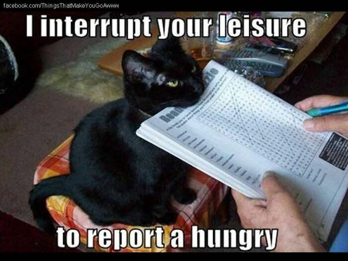 89 Funny And Adorable Animal Memes That Fight Sadness And Boredom With 100% Efficiency