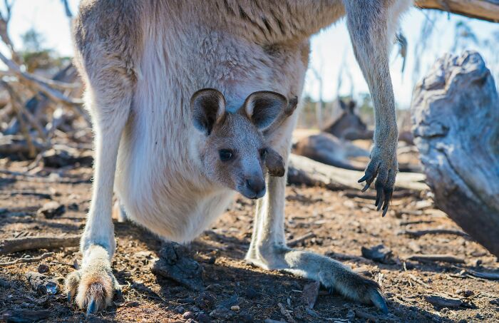 World Kangaroo Day: 35 Amazing Facts You Won’t Believe Are True World Kangaroo Day: 35 Amazing Facts You Won’t Believe Are True