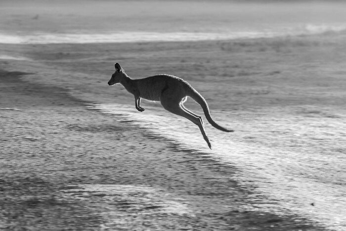 World Kangaroo Day: 35 Amazing Facts You Won’t Believe Are True World Kangaroo Day: 35 Amazing Facts You Won’t Believe Are True