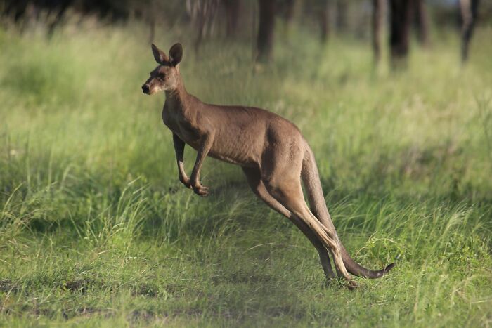 World Kangaroo Day: 35 Amazing Facts You Won’t Believe Are True World Kangaroo Day: 35 Amazing Facts You Won’t Believe Are True
