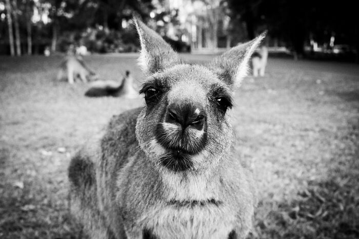 World Kangaroo Day: 35 Amazing Facts You Won’t Believe Are True World Kangaroo Day: 35 Amazing Facts You Won’t Believe Are True
