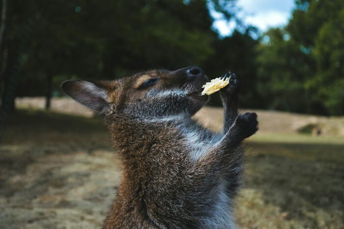 World Kangaroo Day: 35 Amazing Facts You Won’t Believe Are True World Kangaroo Day: 35 Amazing Facts You Won’t Believe Are True