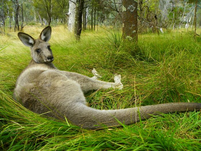 World Kangaroo Day: 35 Amazing Facts You Won’t Believe Are True World Kangaroo Day: 35 Amazing Facts You Won’t Believe Are True