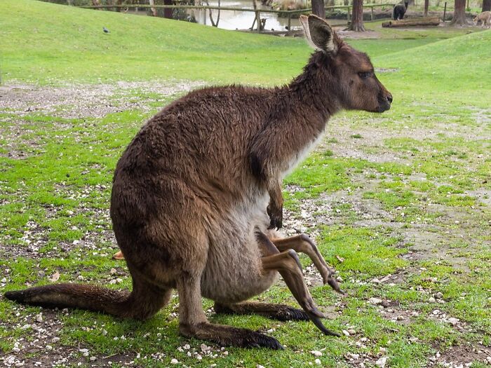 World Kangaroo Day: 35 Amazing Facts You Won’t Believe Are True World Kangaroo Day: 35 Amazing Facts You Won’t Believe Are True